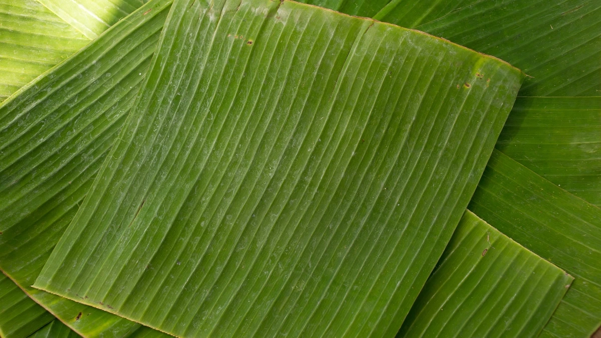  เคล็ดลับก้นครัว ใช้สิ่งนี้ทอด  ไม่ติดกระทะ หนังสวยหอมแบบมือโปร