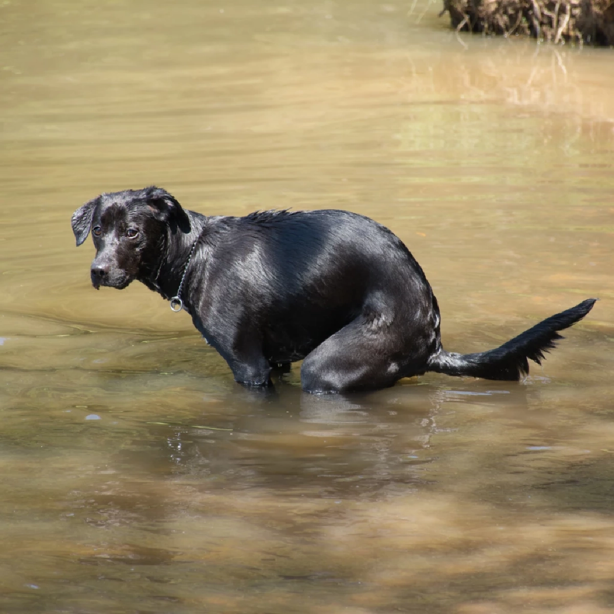 ทำไมสุนัขต้องเดินวนก่อนอึ ความลับระดับโลกที่เจ้าของไม่เคยรู้