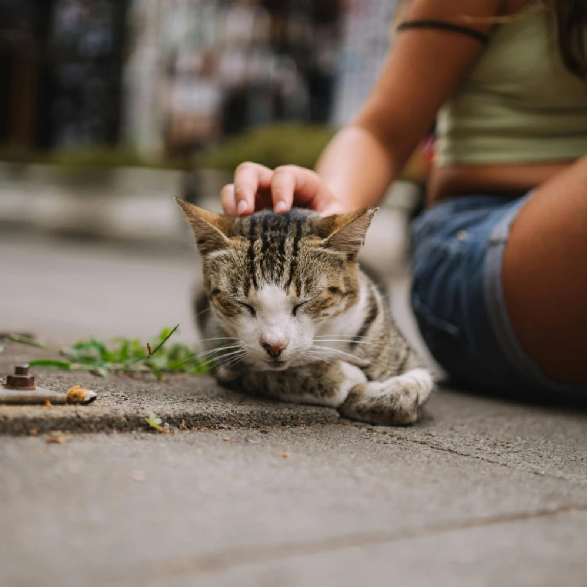 แนะเจ้าของสัตว์เลี้ยงใน กทม. เตรียมฝังชิป-จดทะเบียนก่อนปี 69