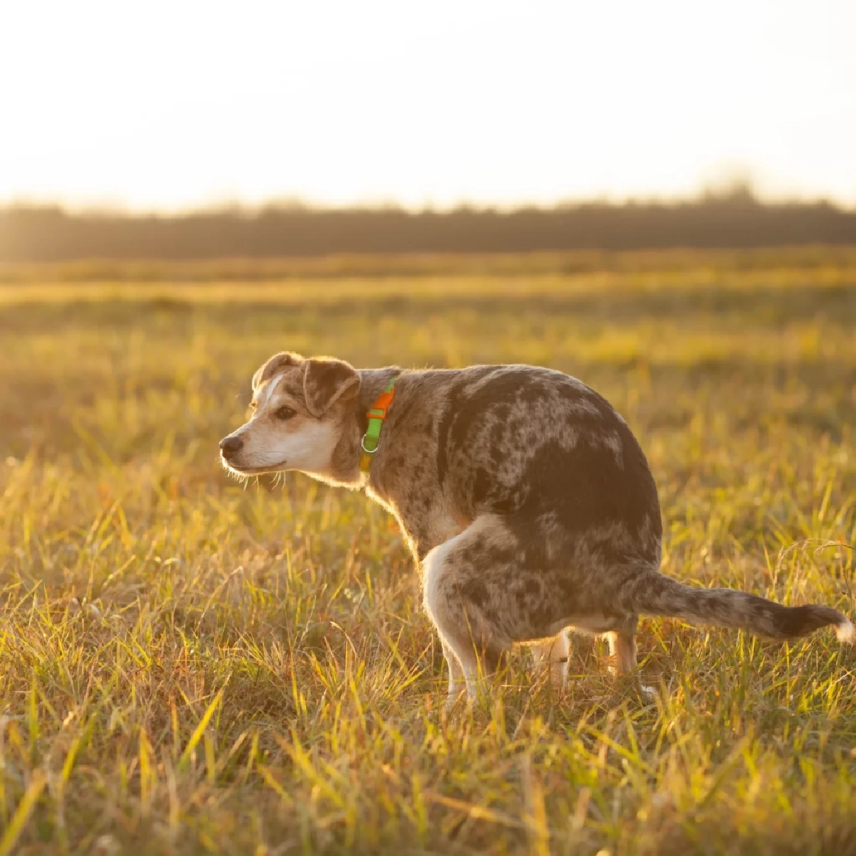 เผยความลับ! ทำไมกลิ่นดินและหญ้าช่วยกระตุ้นสุนัขขับถ่าย