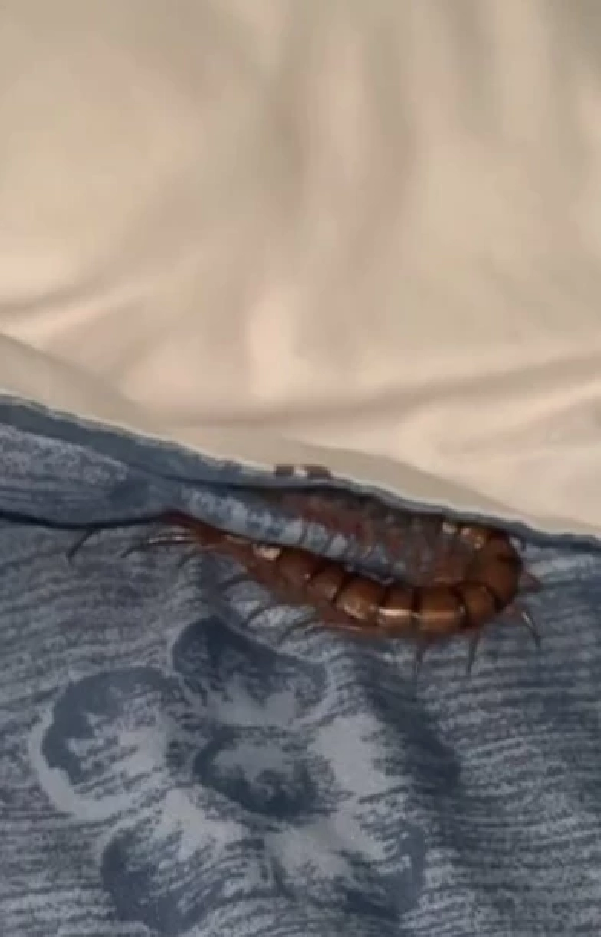 สาวสะดุ้งตื่น รู้สึกเหมือนมีอะไรกัดนิ้ว รื้อหมอนออกดูถึงขนลุก