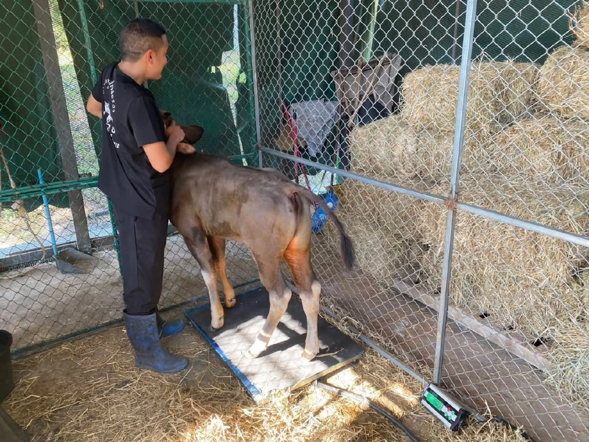 ลูกกระทิงพลัดหลงน้ำหนักเพิ่มเกือบเท่าตัว สุขภาพดีต่อเนื่อง