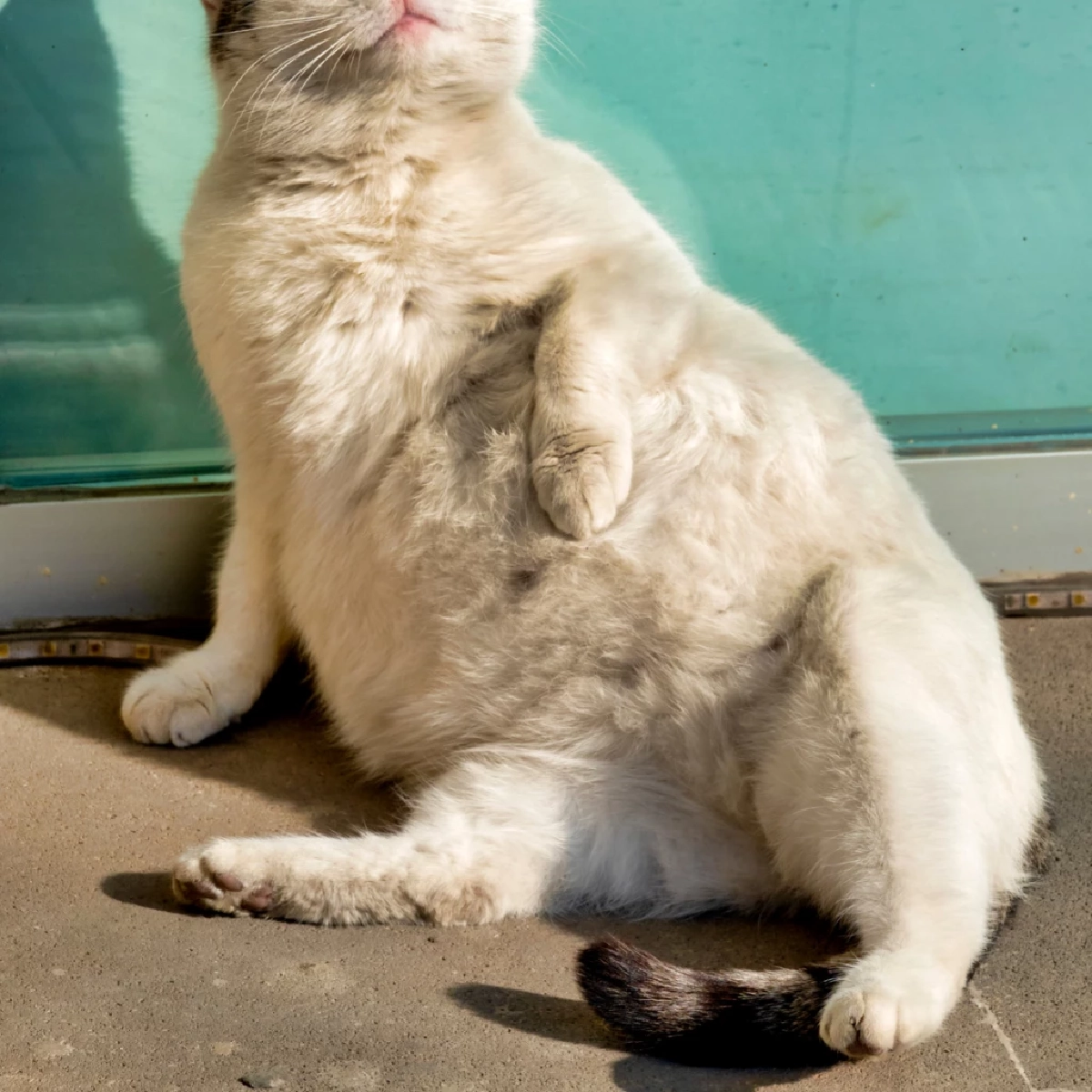 พุงห้อยแมวคืออะไร? เผยความจริงที่เจ้าของส่วนใหญ่ไม่เคยรู้