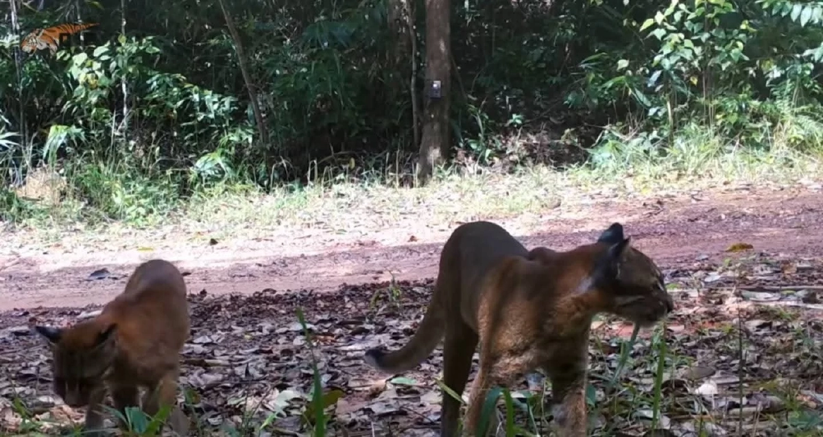 หาดูยาก! เผยภาพ "เสือไฟ" กลางดงพญาเย็น ย้ำป่าไทยยังสมบูรณ์