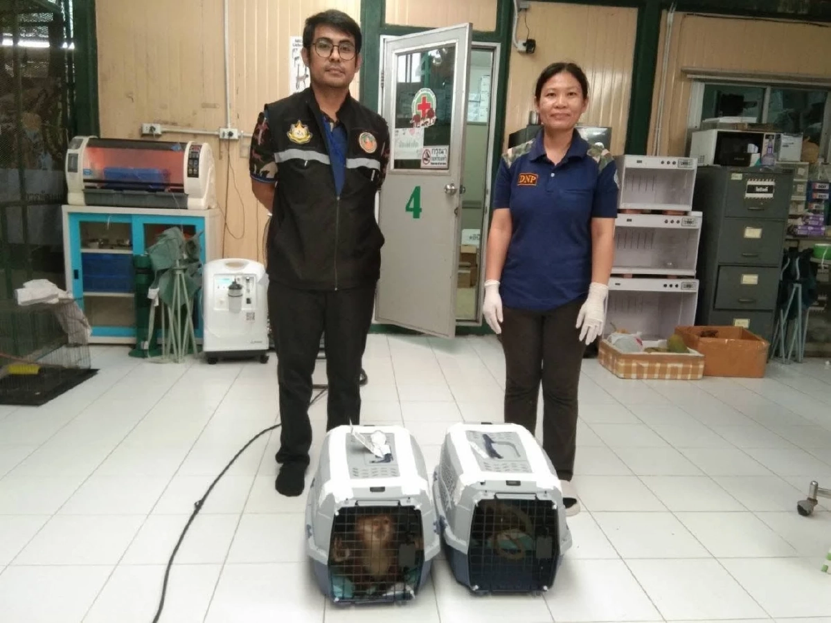 ด่านฯ ท่าอากาศยานสุวรรณภูมิ ร่วมกับบก.ปทส. ช่วยชีวิต ค่าง