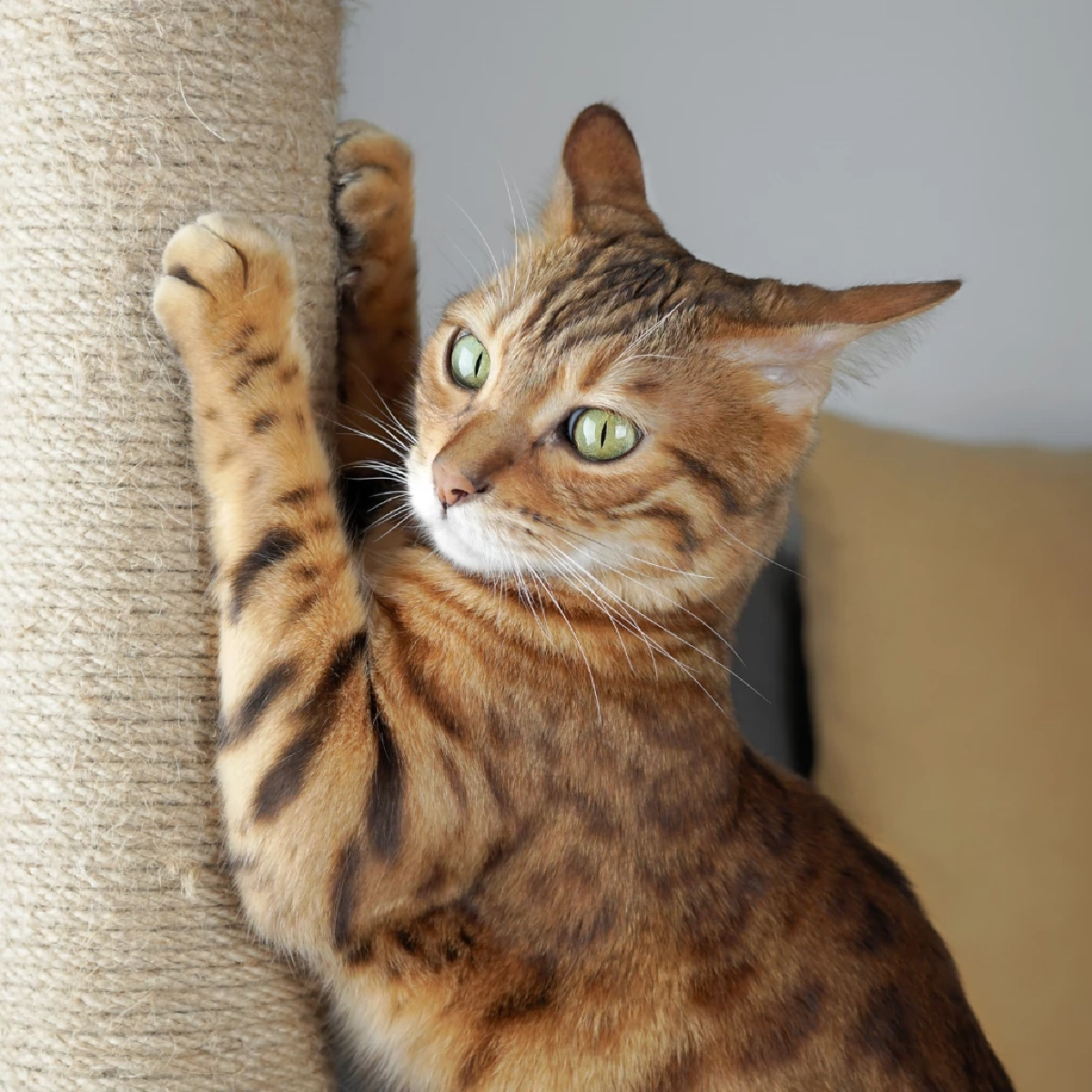 ดุแมวแล้วทำไมต้องไปฝนเล็บ? ความจริงที่ทาสแมวเข้าใจผิดมาตลอด