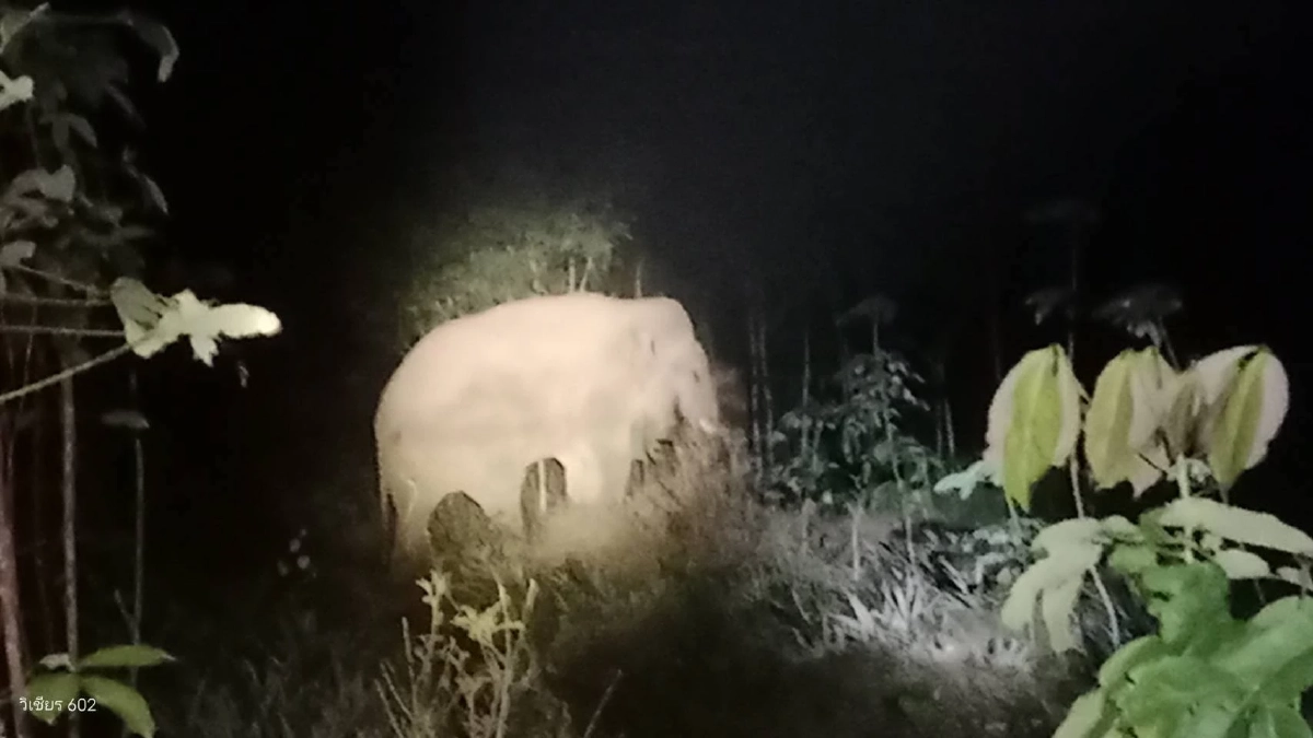 ทีมสัตวแพทย์เร่งรักษา “พลายหงษ์ทอง” พร้อมคุมเข้มช้างป่า 17 ตัว