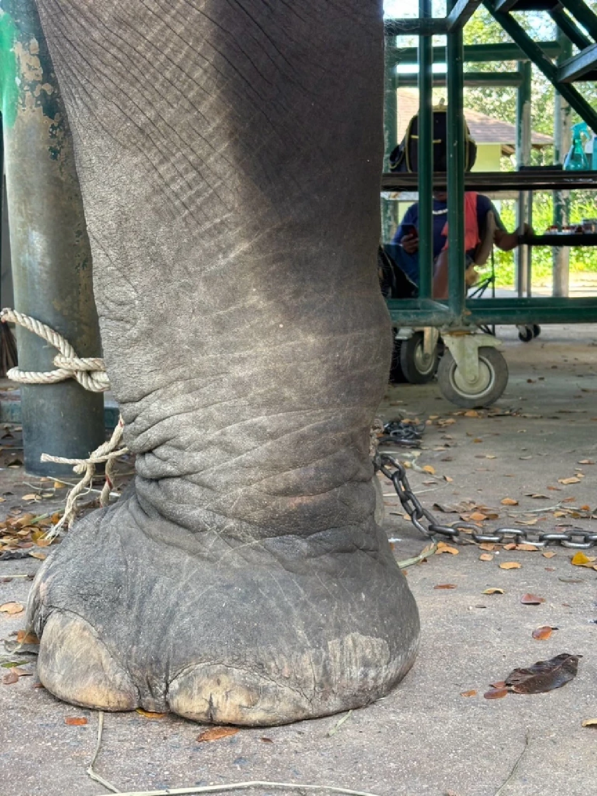 อัปเดตอาการ สีดอภูสิทธิ์ ช้างป่วย ทีมสัตวแพทย์ดูแลใกล้ชิด