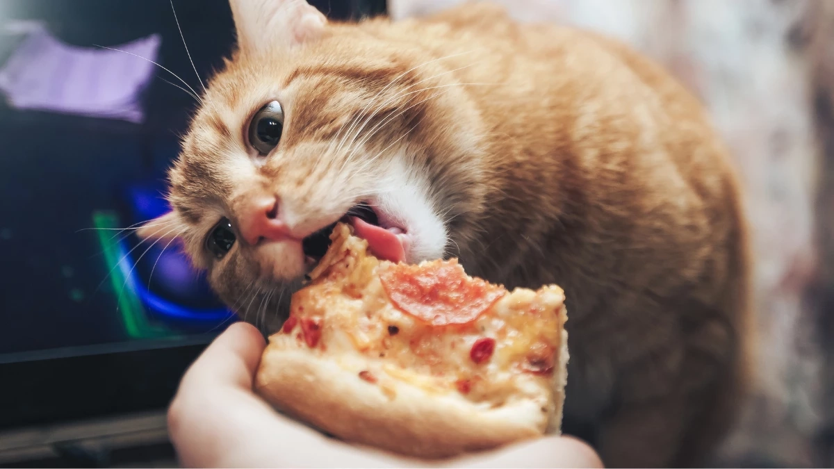 อาหารอันตรายที่คนมักเผลอให้หมา-แมวกิน เสี่ยงป่วยรุนแรง