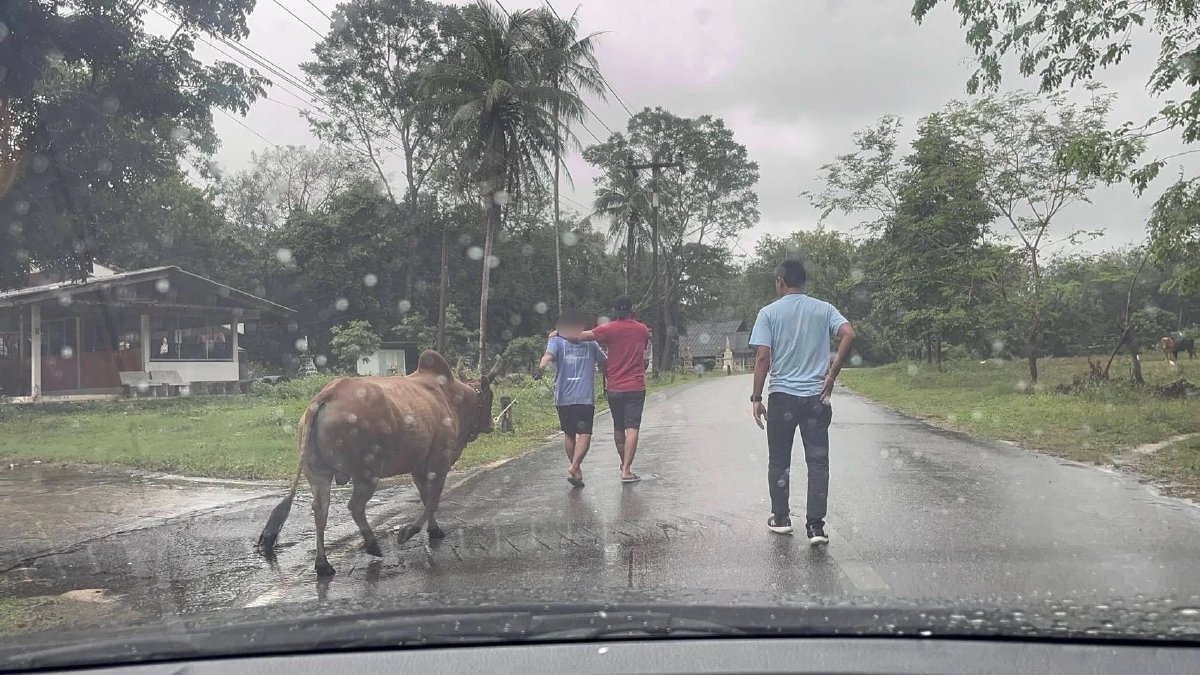 รวบ เด็กเลี้ยงวัว เมืองสงขลา พัวพันเครือข่ายค้ายานรก