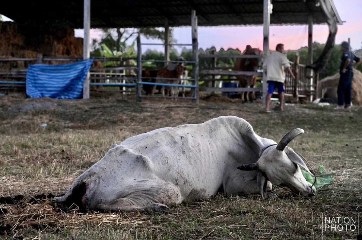 สลดใจ! วัวช็อกเสียงปืนใหญ่ฝั่งเขมร พลัดตกบ่อน้ำ บาดเจ็บสาหัส