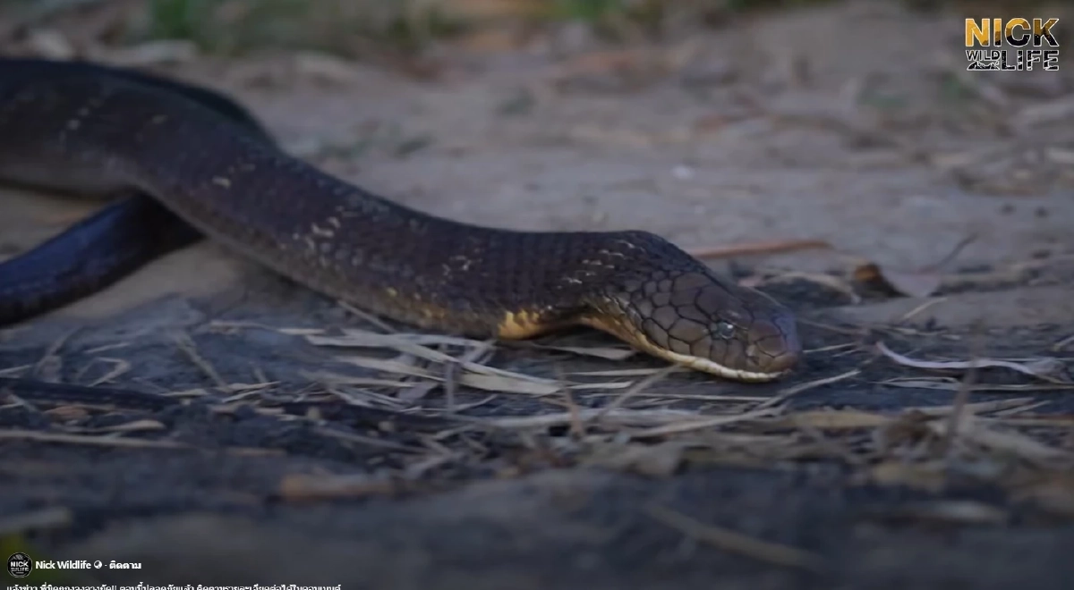 เปิดอาการล่าสุด "นิค อสรพิษวิทยา" หลังถูกจงอาง 3 เมตร กัดเข้าเต็ม ๆ