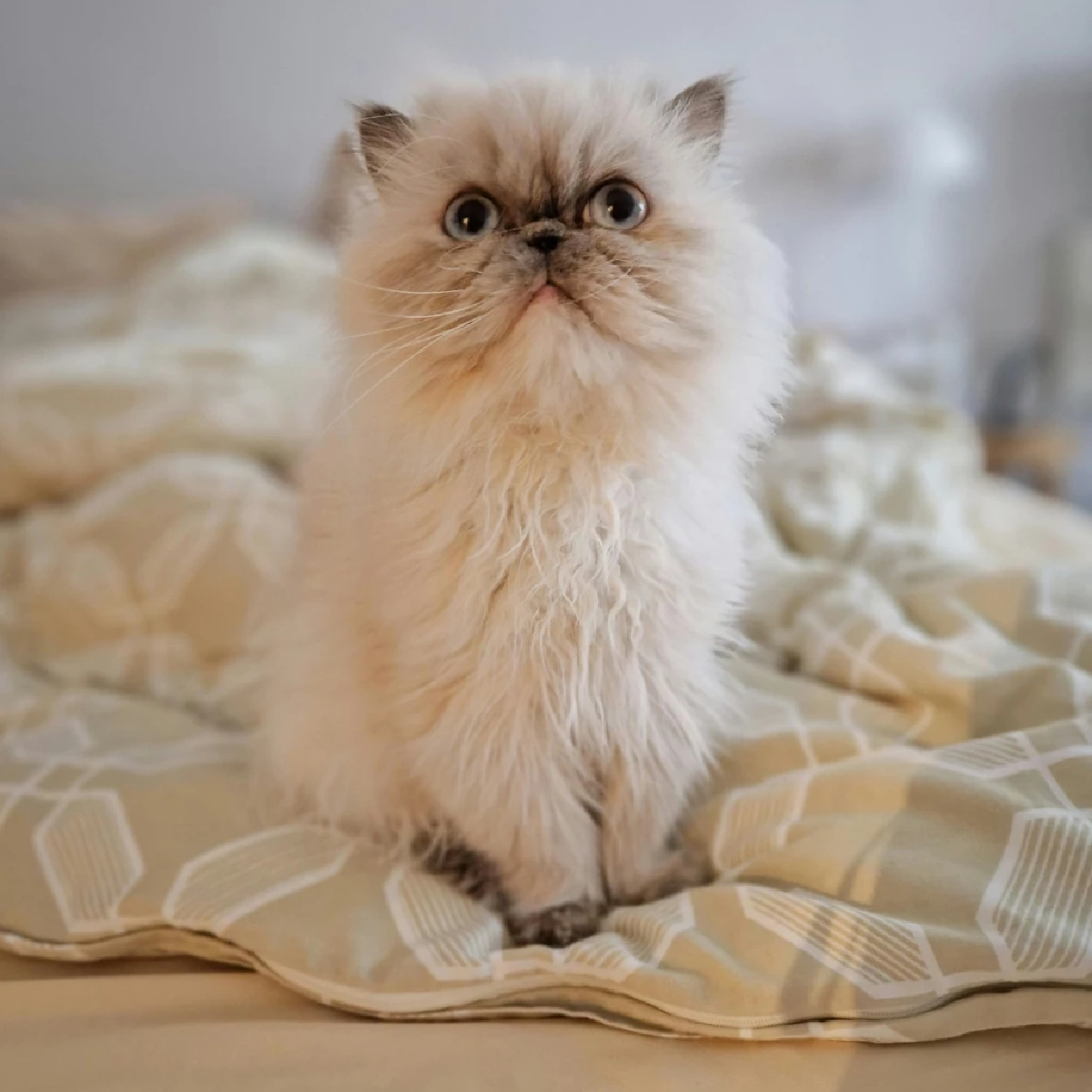 เหตุผลลับ ทำไมมนุษย์หลงรักแมวมากกว่าสัตว์อื่น