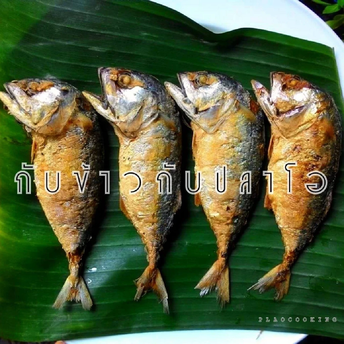 เปิดที่มาเลขเด็ด \"กับข้าวกับปลาโอ\"สุดเฮงเลขท้าย 2 ตัว เข้าเต็มๆ