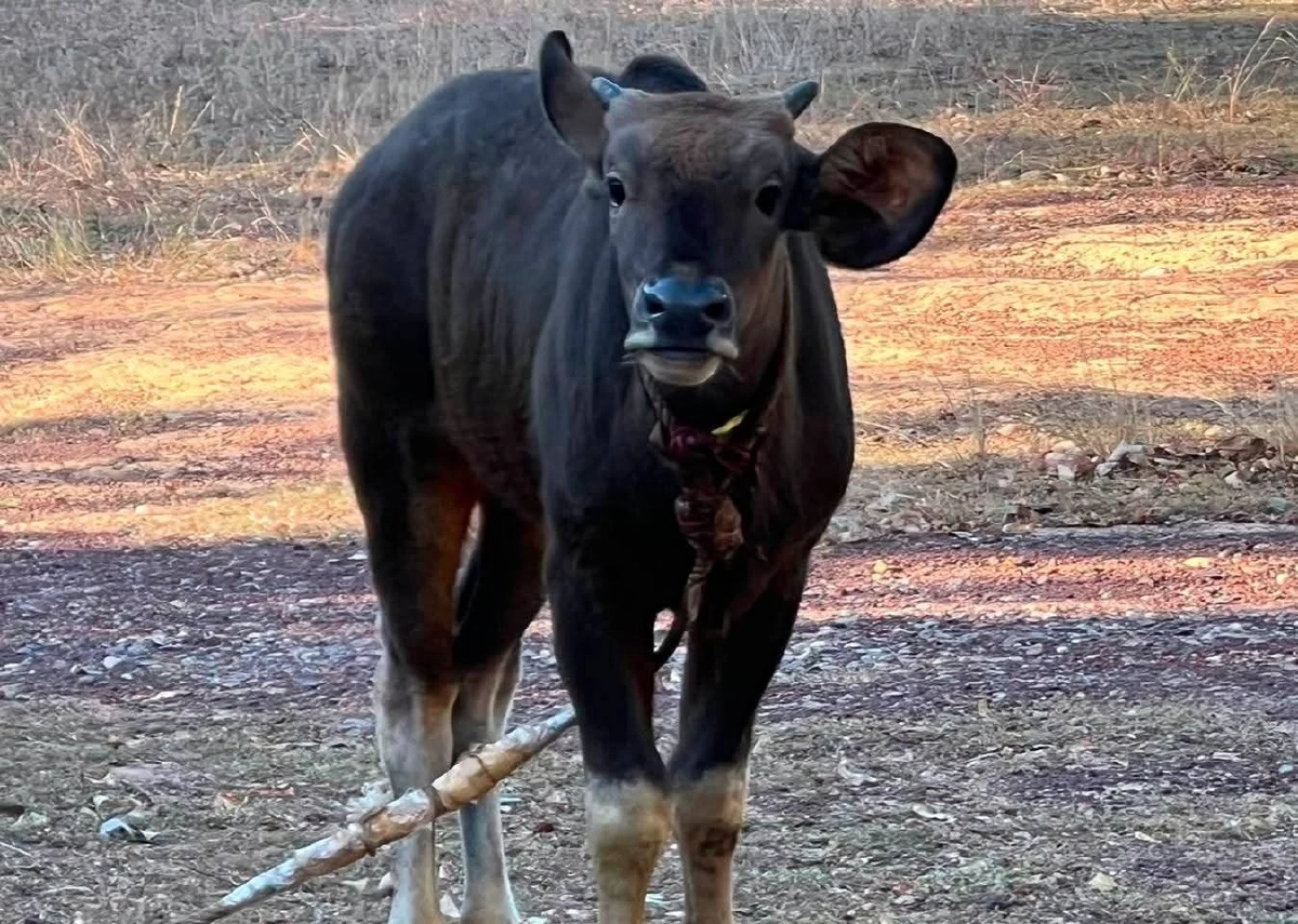 โตไวมาก! ส่องภาพลูกกระทิงหลงทาง 3 เดือนน้ำหนักพุ่งเท่าตัว