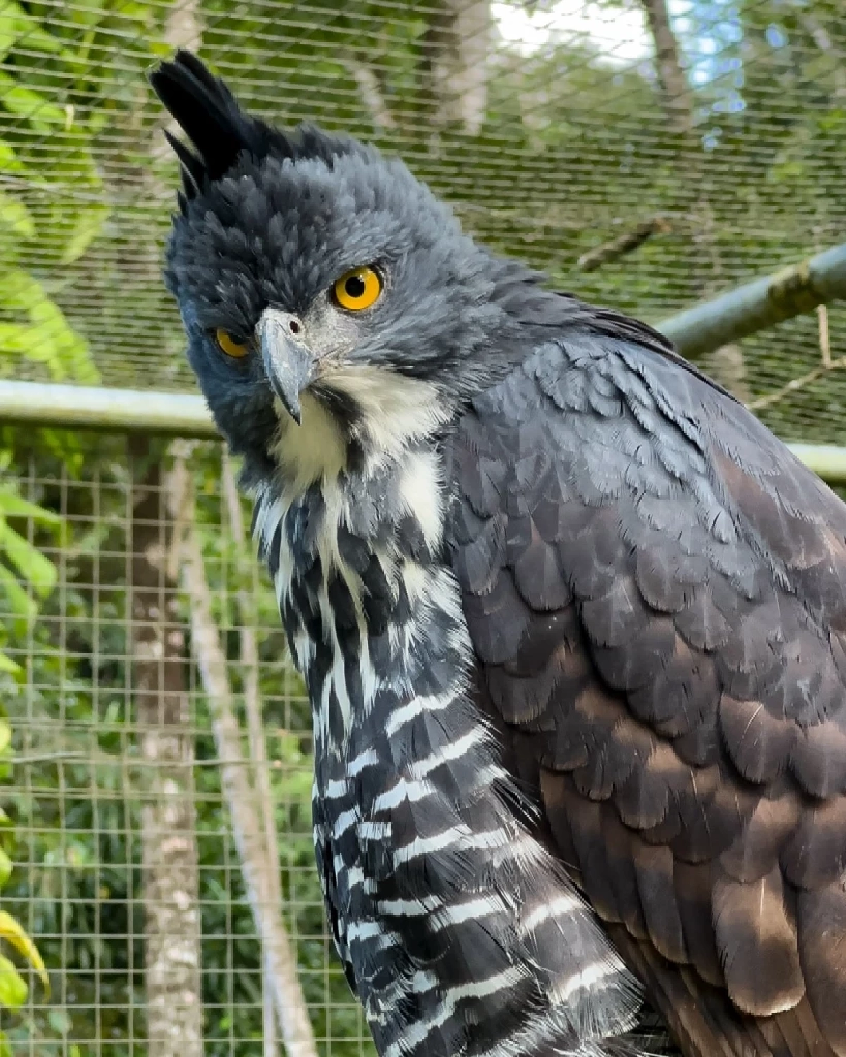 รู้จัก เหยี่ยวดำท้องขาว เหยี่ยวดงหายากแห่งผืนป่าภาคใต้