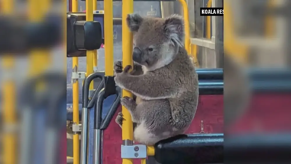 นาทีประทับใจ! โคอาลาหลงทาง คนขับพาขึ้นรถบัสหลบภัยก่อนส่งคืนป่า