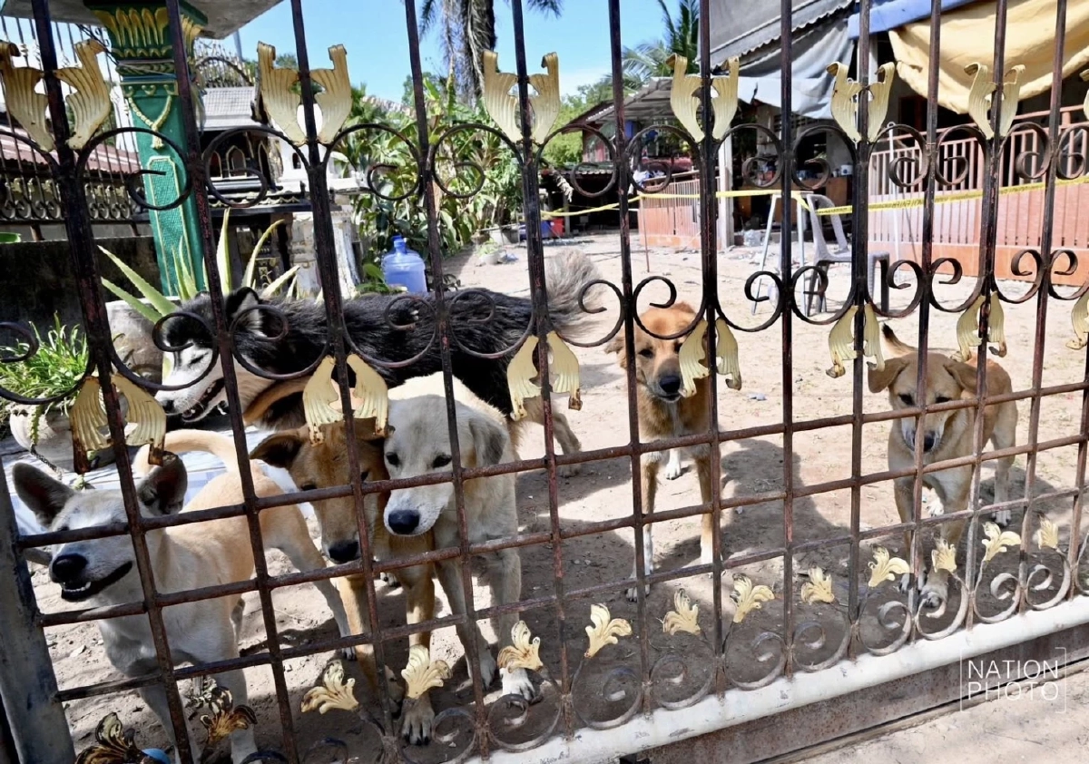 รอดปาฏิหาริย์! สุนัข 8 ตัวปลอดภัย หลัง BM-21 ตกใส่บ้านพังยับ