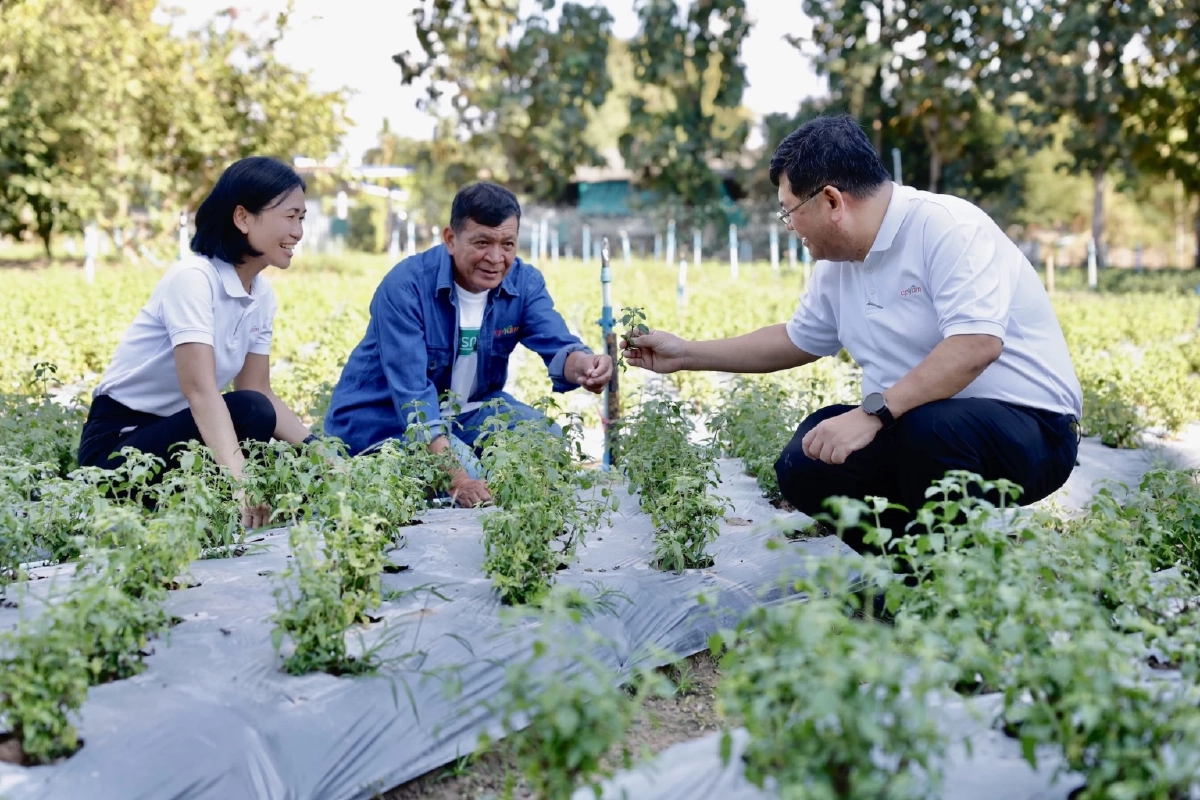 เจาะลึก"ข้าวกะเพรา"การวิจัยสายพันธุ์กะเพราป่า เบื้องหลังความอร่อยข้าวกล่องถาดสีแดงซีพีแรม