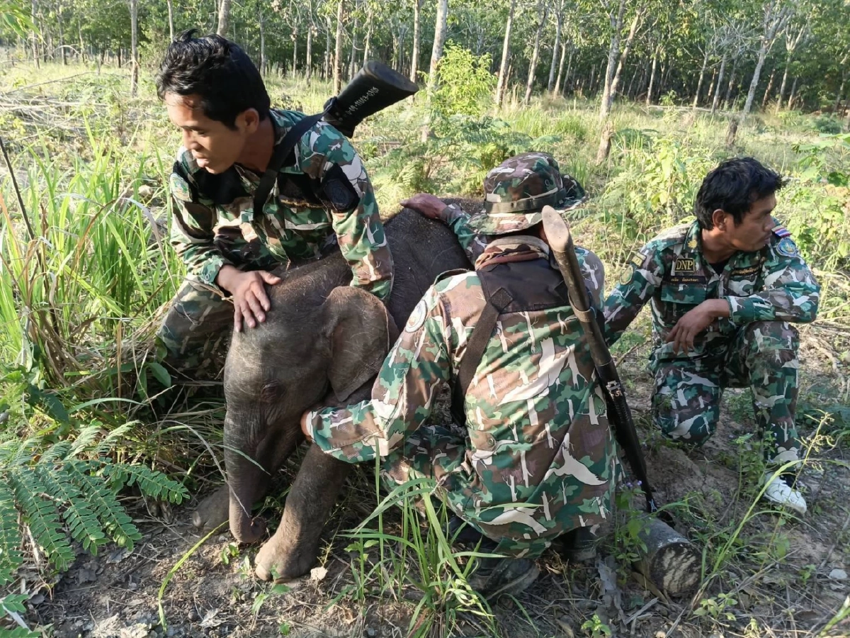 เจ้าหน้าที่ ขสป.อ่างฤาไน ช่วย 2 ลูกช้างป่าพลัดหลง กลับคืนป่า