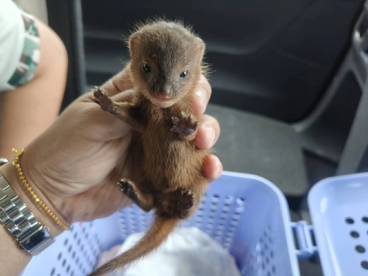 เจ้าหน้าที่อนุรักษ์อุบลฯ รับมอบ ลูกพังพอนพลัดหลง อาการอ่อนแรง