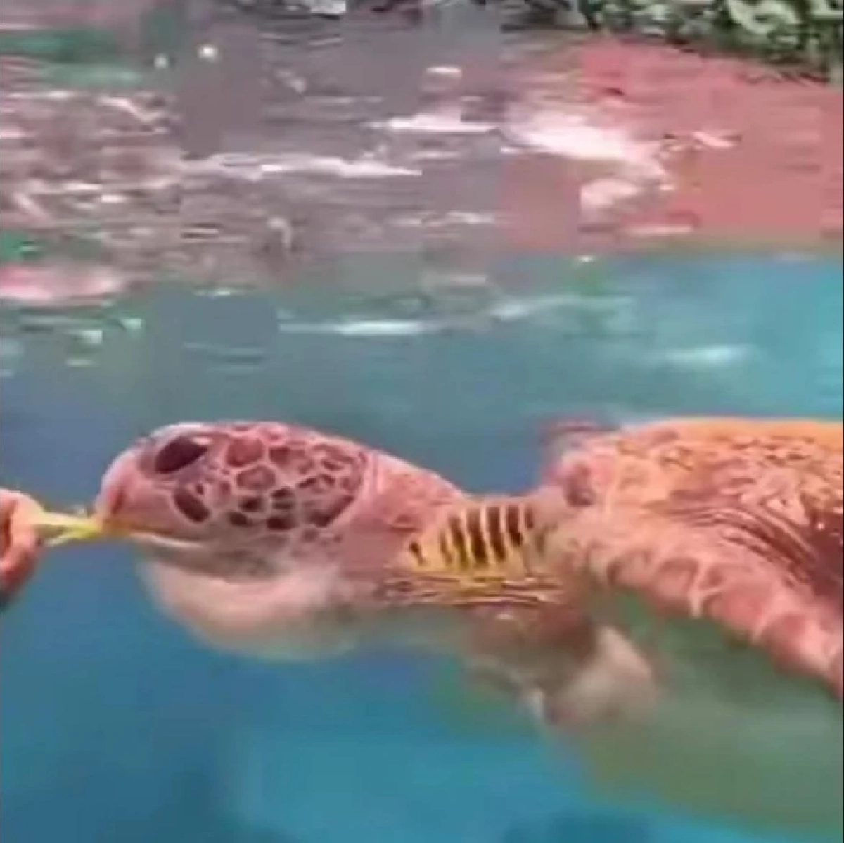 ช่วยสำเร็จ! เต่าสิมิลันขับถ่ายสายรัดข้อมือ เตรียมปล่อยคืนทะเล