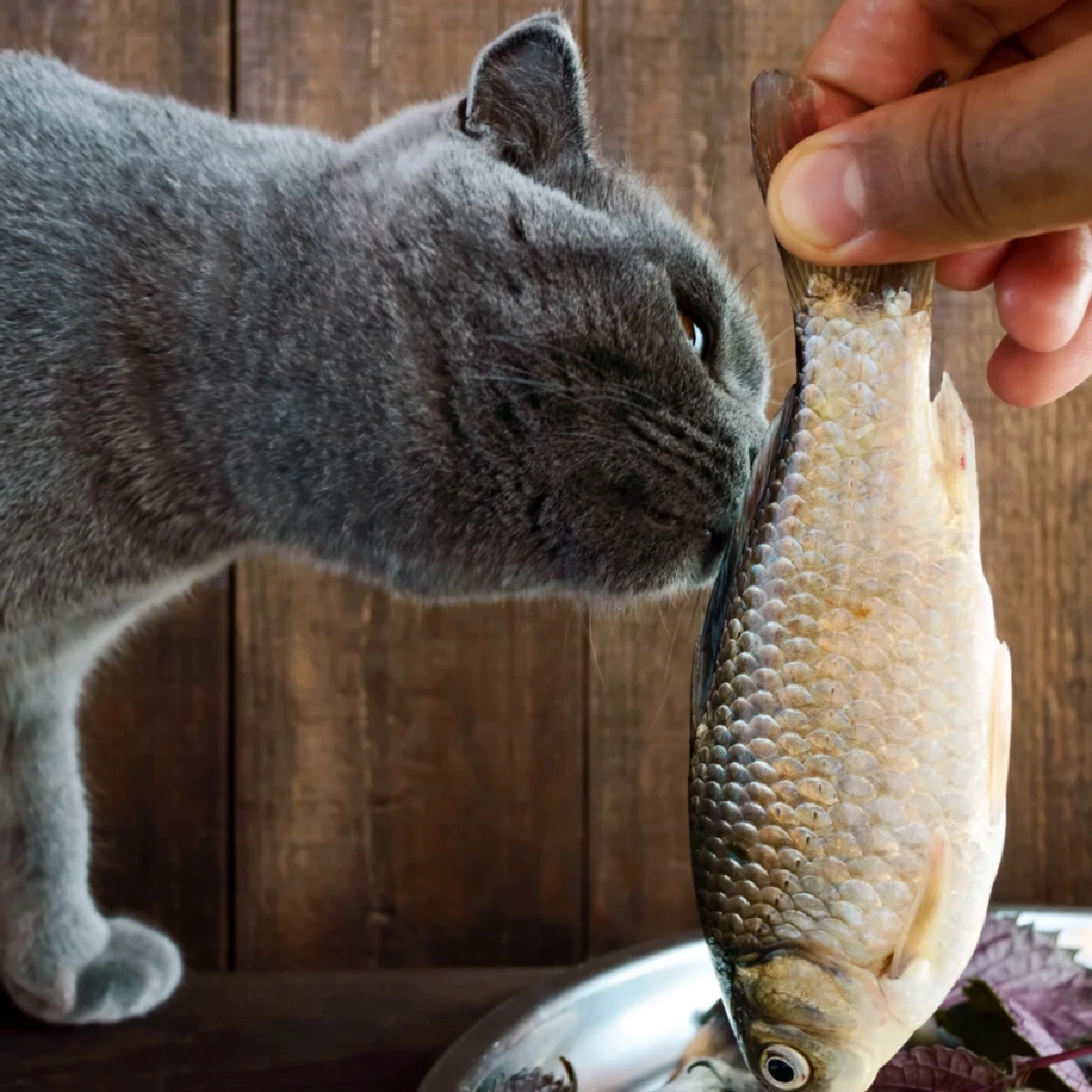 เฉลยความลับ! ทำไมแมวชอบกินปลา? พร้อมข้อควรระวังเรื่องสุขภาพ