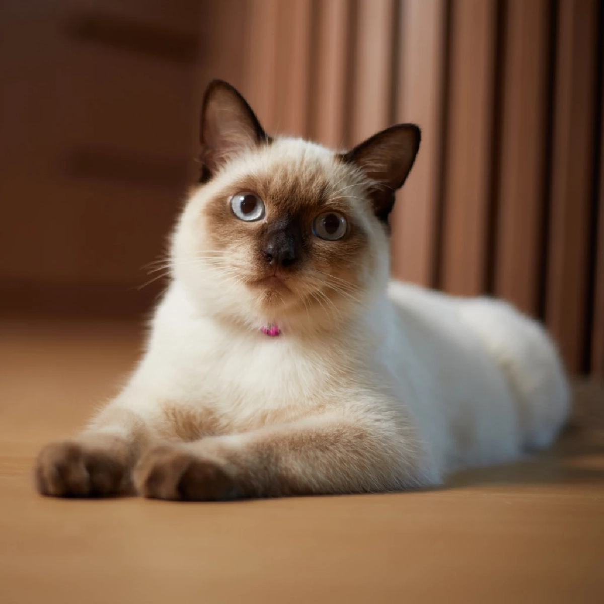 แมววิเชียรมาศเปลี่ยนสีขนตามอุณหภูมิจริงหรือ?