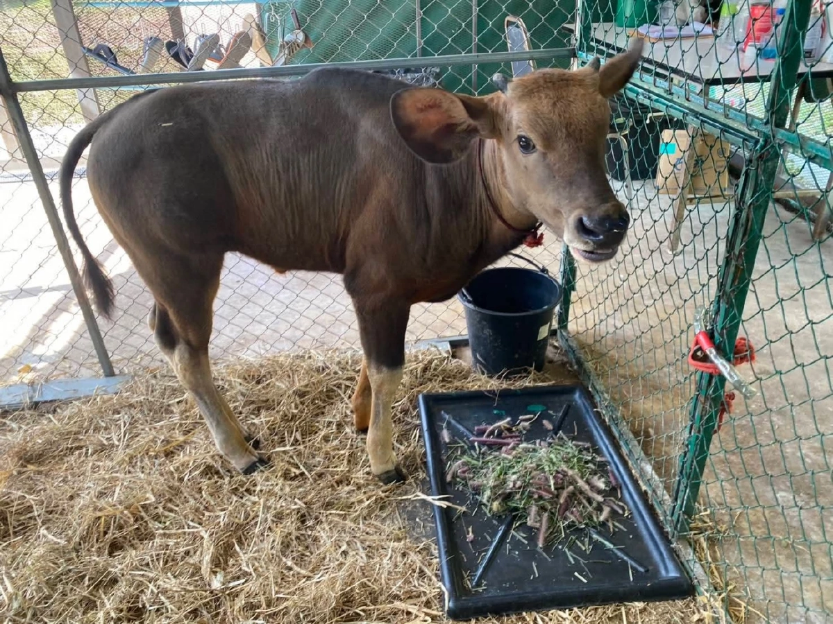 ลูกกระทิงพลัดหลงน้ำหนักเพิ่มเกือบเท่าตัว สุขภาพดีต่อเนื่อง