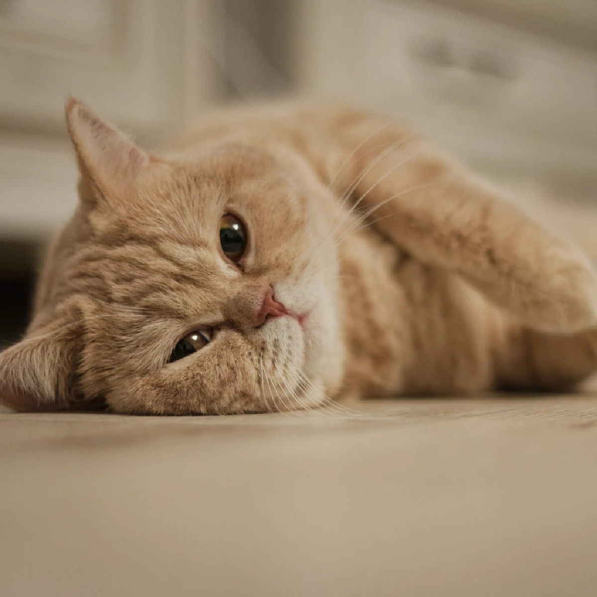 เหตุผลลับ ทำไมมนุษย์หลงรักแมวมากกว่าสัตว์อื่น