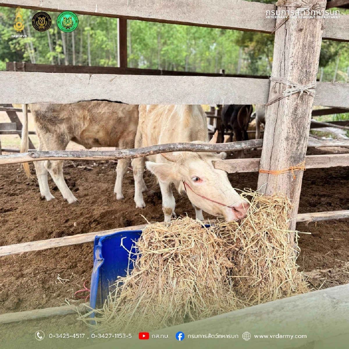 กองทัพบก โดยกรมการสัตว์ทหารบก สนับสนุนการช่วยเหลือเกษตรกร