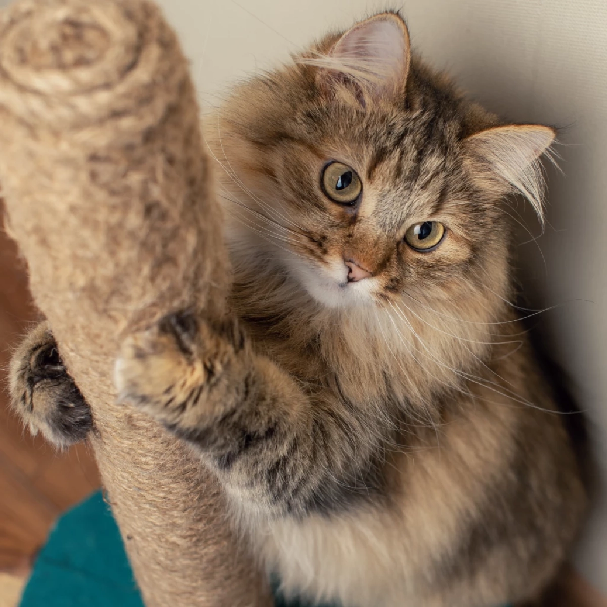 ดุแมวแล้วทำไมต้องไปฝนเล็บ? ความจริงที่ทาสแมวเข้าใจผิดมาตลอด