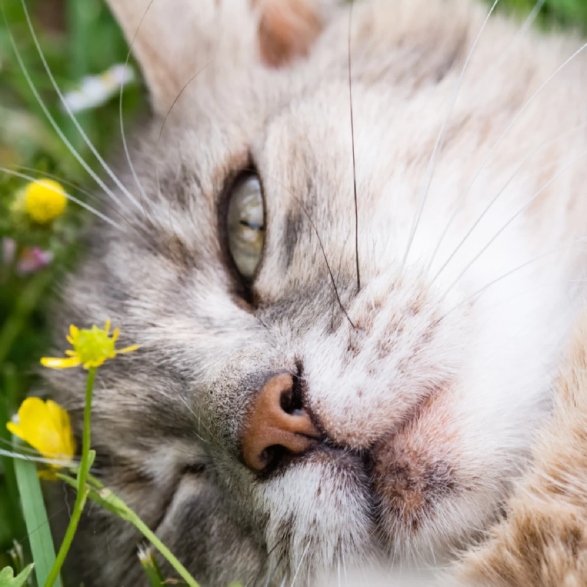 แค่กะพริบตา แมวก็บอกรักคุณแล้ว! เผยเคล็ดลับมัดใจเจ้าเหมียว