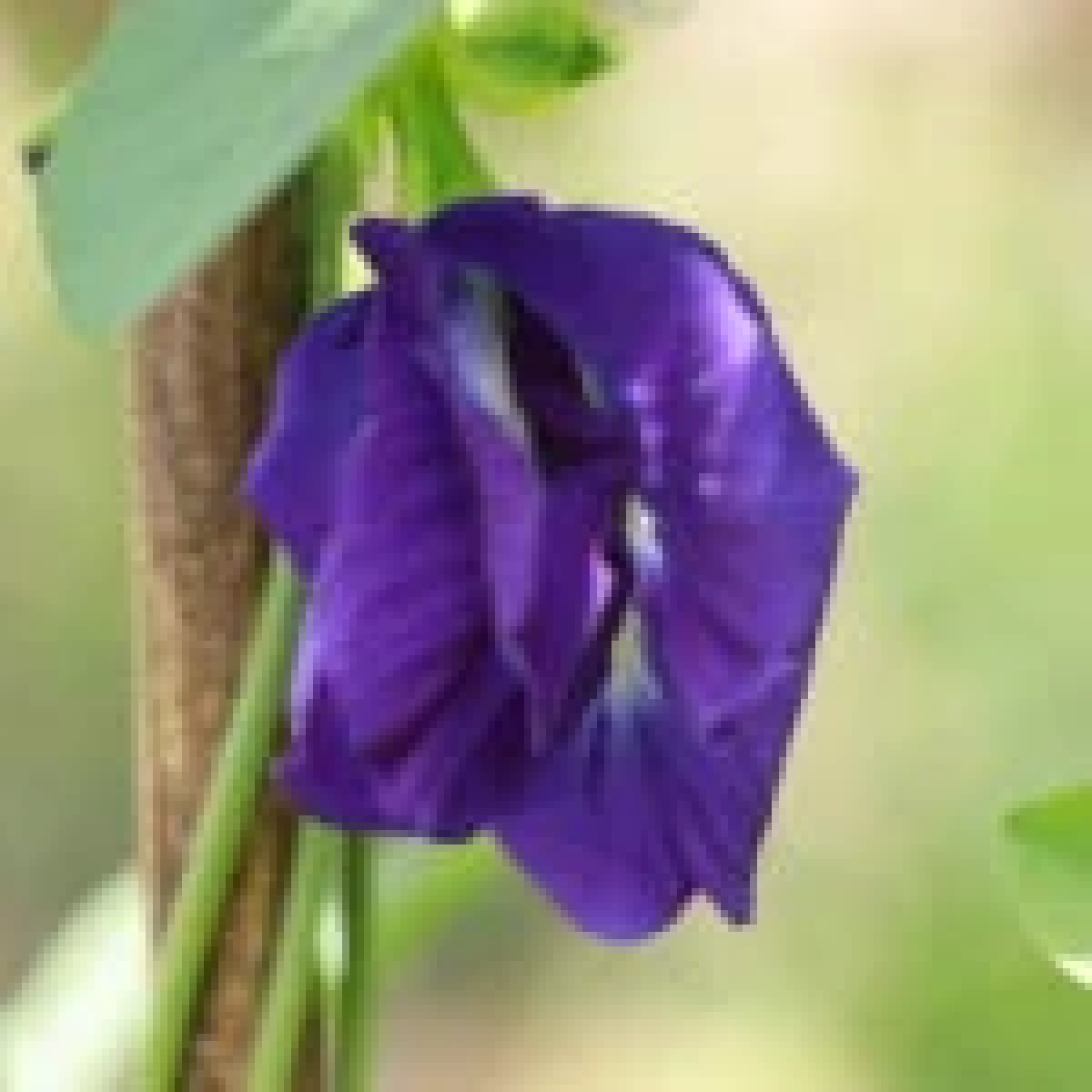 เปิดตัวแรง อัญชันพันธุ์ใหม่ เทพรัตนไพลิน 63 ดอกดก สีสวย รายได้งาม