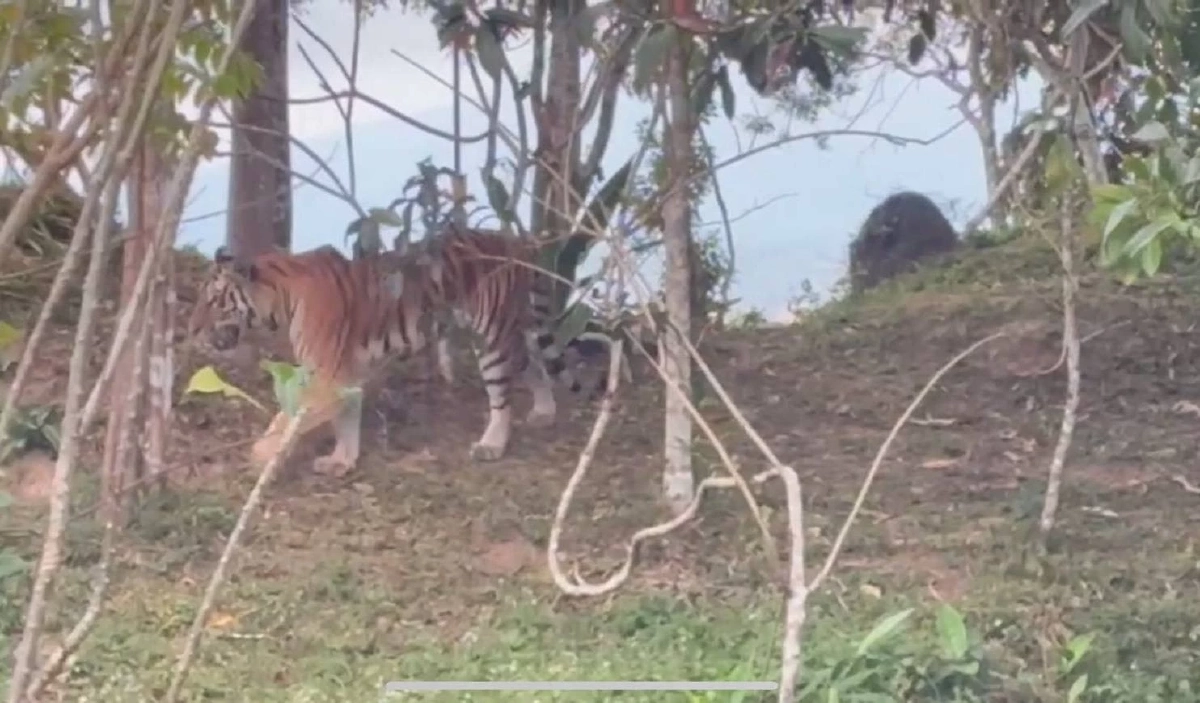 เสือโคร่งวัยรุ่น ปรากฏตัวผารักษ์สลัดได จ.ปราจีนบุรี 