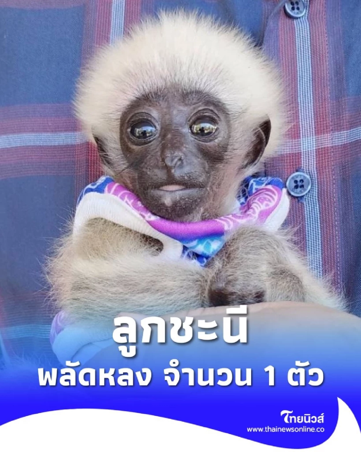 รับมอบ ลูกชะนี พลัดหลง ผ่านการแจ้งผ่านสายด่วนพิทักษ์ป่า 1362