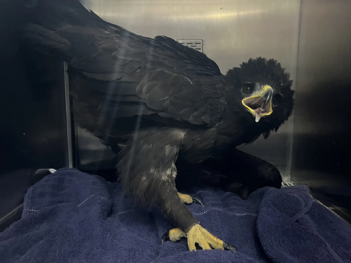 รับมอบ เหยี่ยว บาดเจ็บ ผ่านการแจ้งผ่านสายด่วนพิทักษ์ป่า 1362