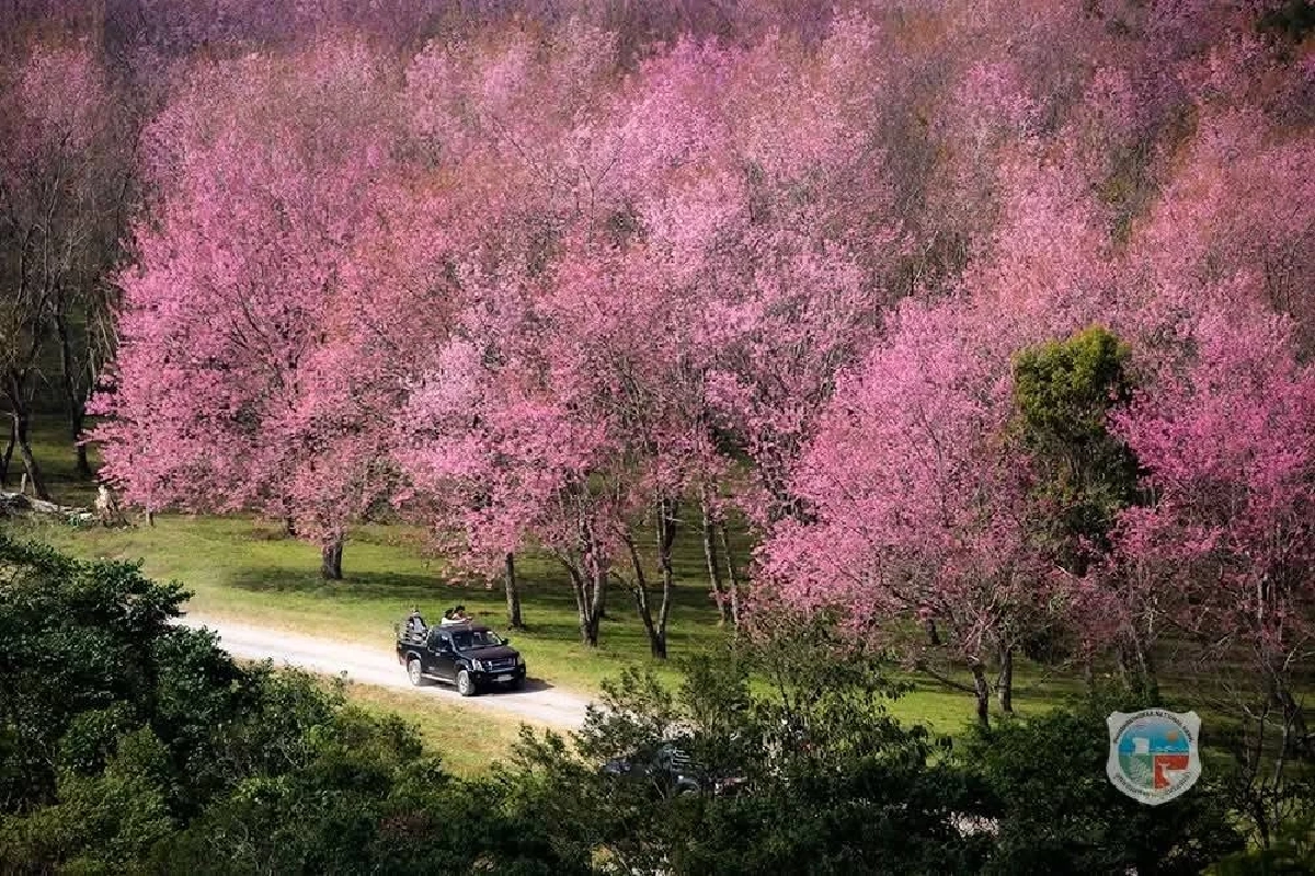 พาเที่ยว ภูลมโล นางพญาเสือโคร่ง บานชมพูทั้งหุบเขา ดั่งซากุระเมืองไทย
