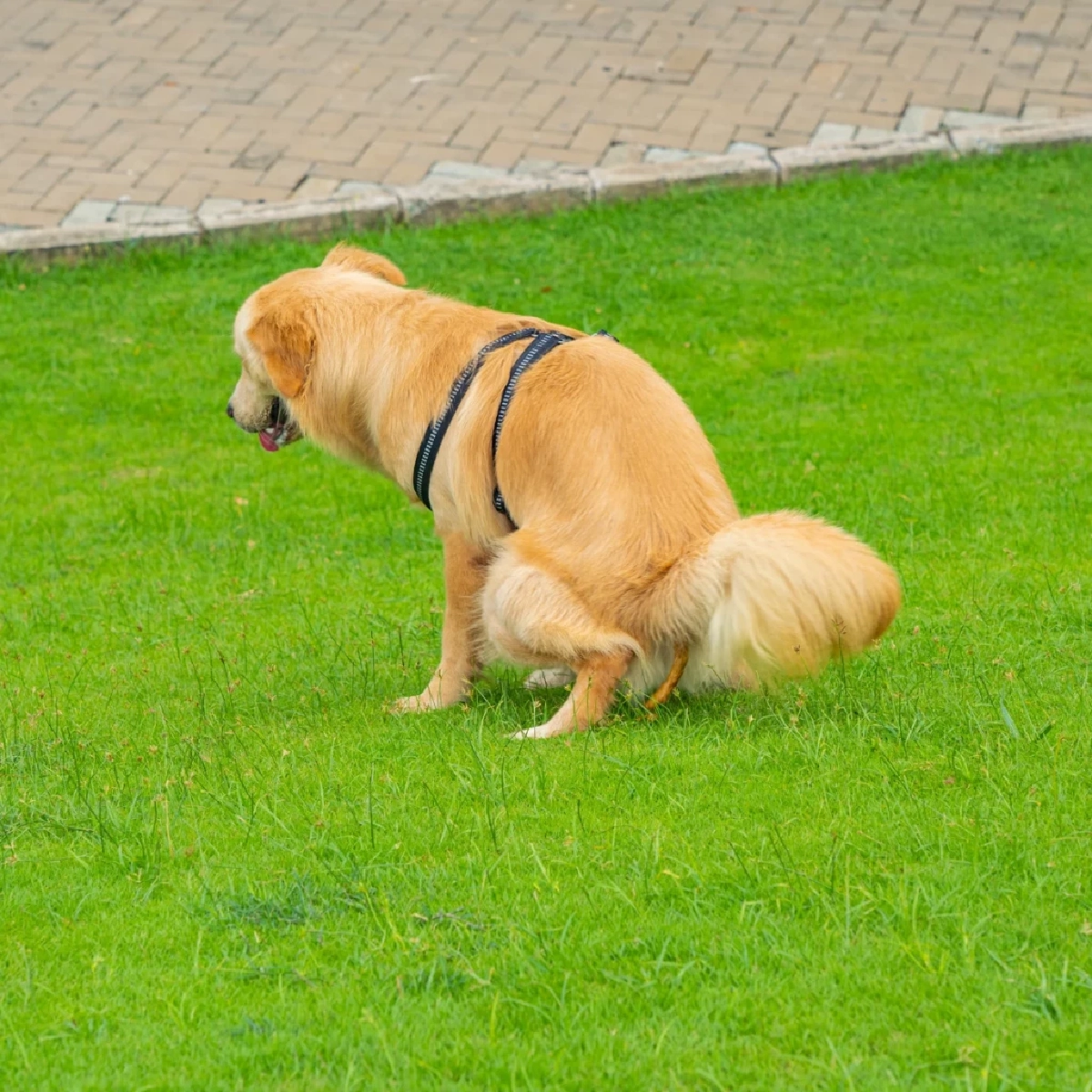 เผยความลับ! ทำไมกลิ่นดินและหญ้าช่วยกระตุ้นสุนัขขับถ่าย