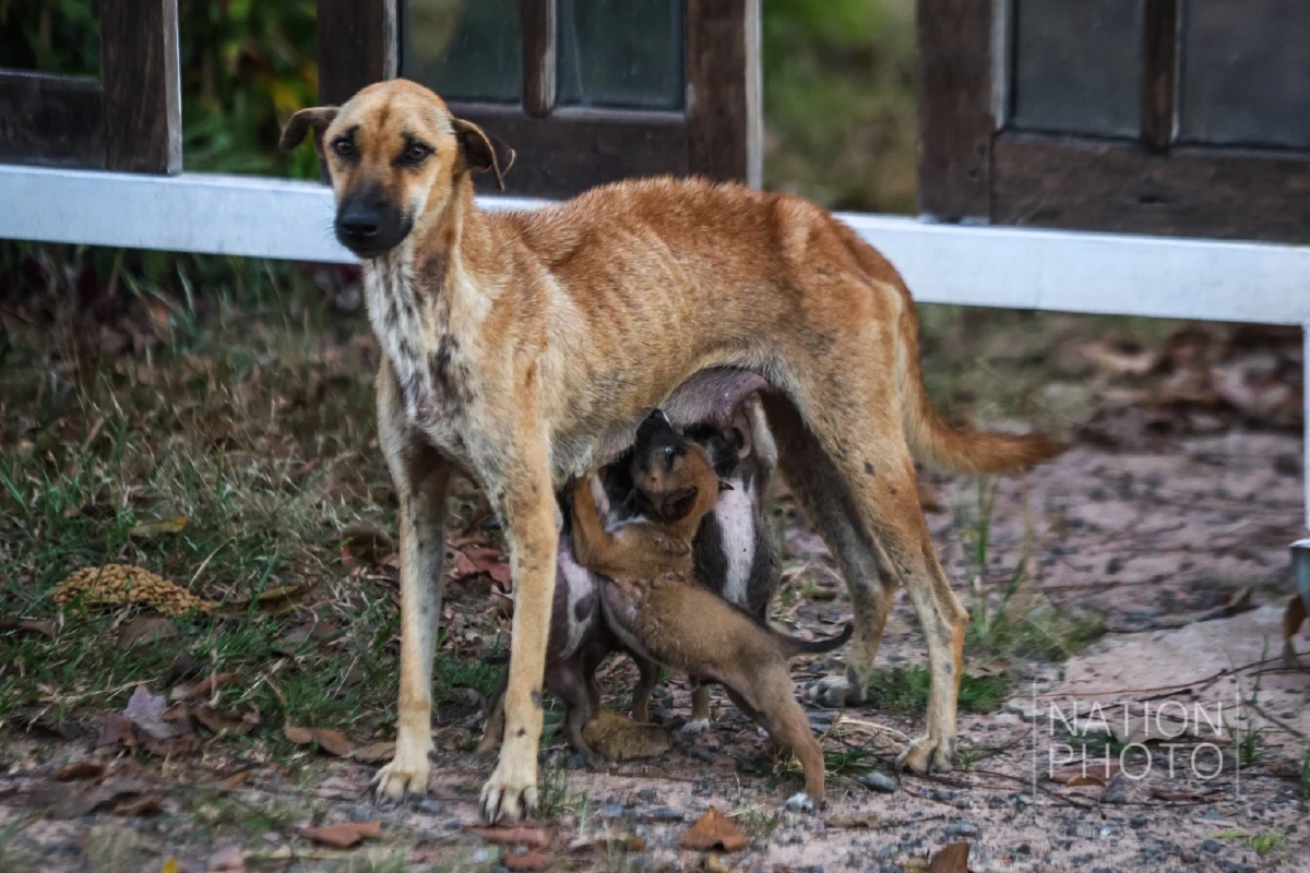 ภาพ โสภน สุเสนา (Sopon Susena)