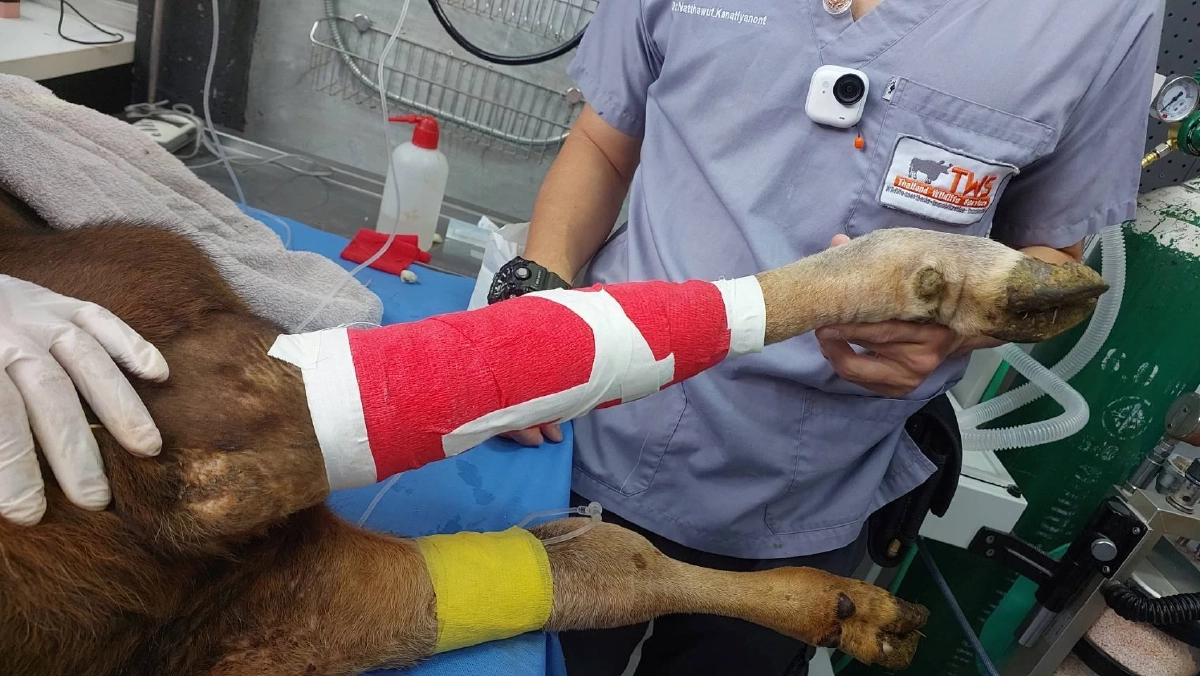 ชีวิตใหม่! ลูกกระทิงรอดพ้นวิกฤต หลังถูกบ่วงสลิงรัดขา