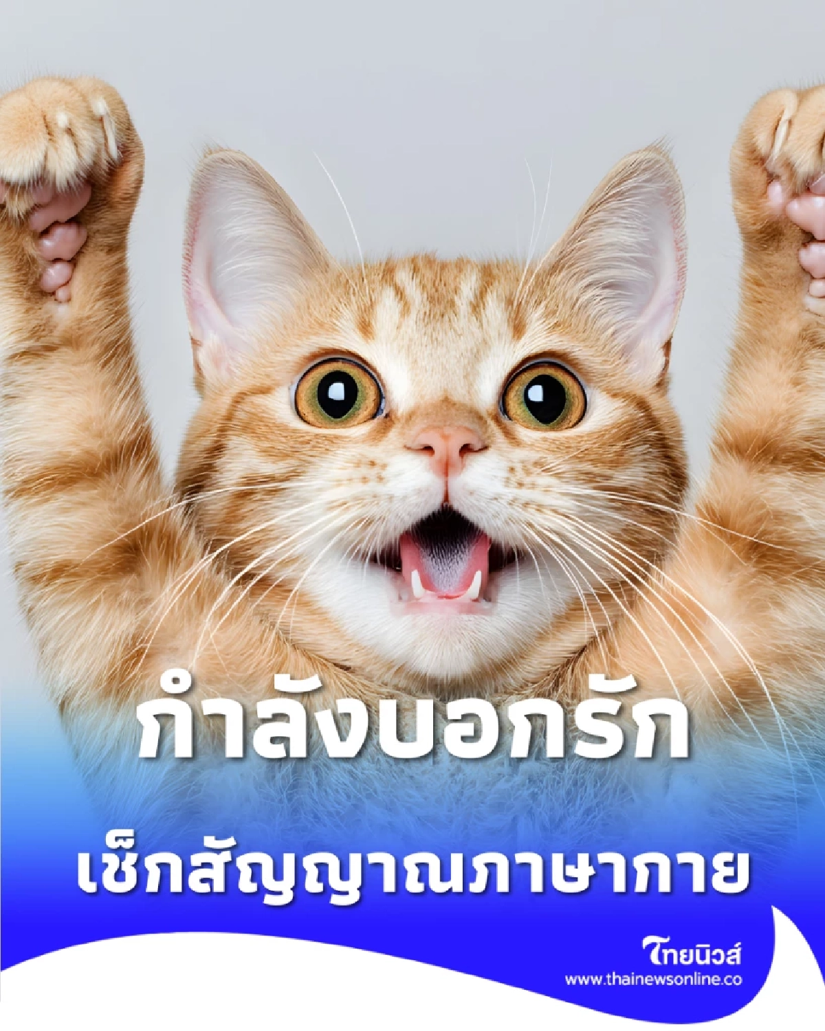 เช็กสัญญาณภาษากาย แมวกำลังบอกรักคุณอยู่หรือเปล่า อย่าพลาด