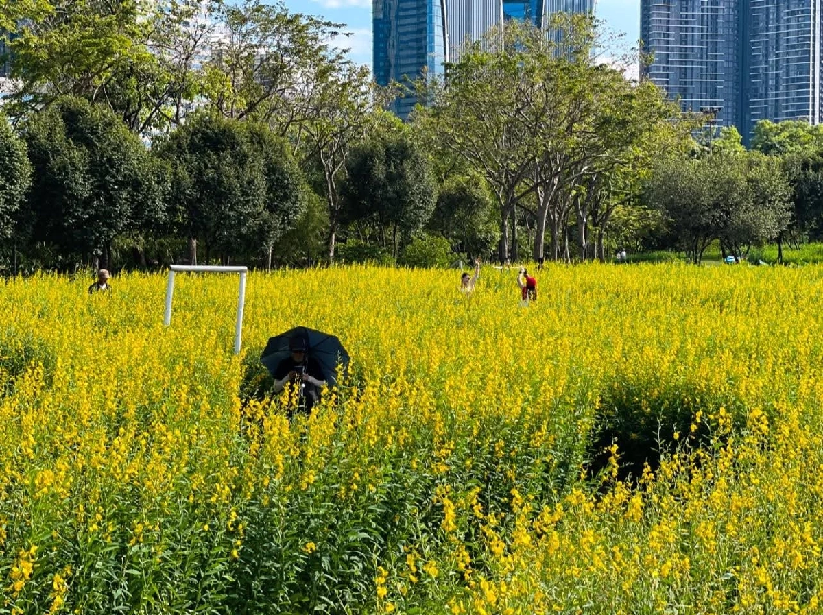 เช็กอินทุ่งปอเทือง สวนรถไฟ กว่าแสนต้น เหลืองอร่ามเต็มพื้นที่ 4 ไร่