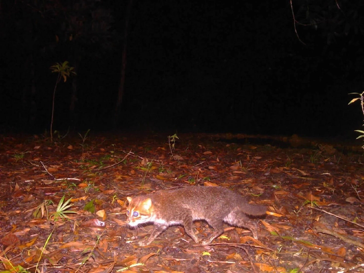 กรมอุทยานฯ ยืนยันพบ แมวป่าหัวแบน ป่าพรุโต๊ะแดง หลังหาย 30 ปี