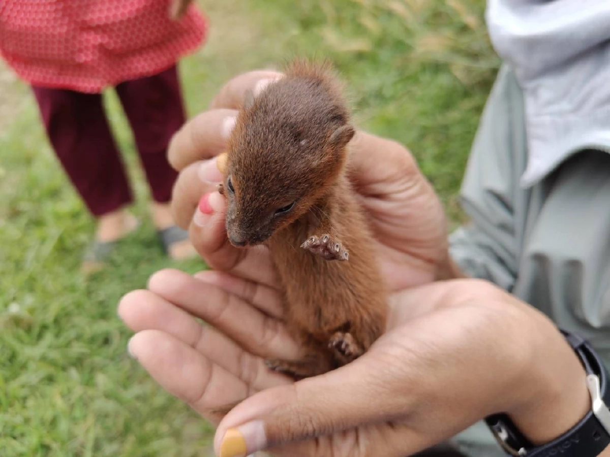 เจ้าหน้าที่อนุรักษ์อุบลฯ รับมอบ ลูกพังพอนพลัดหลง อาการอ่อนแรง