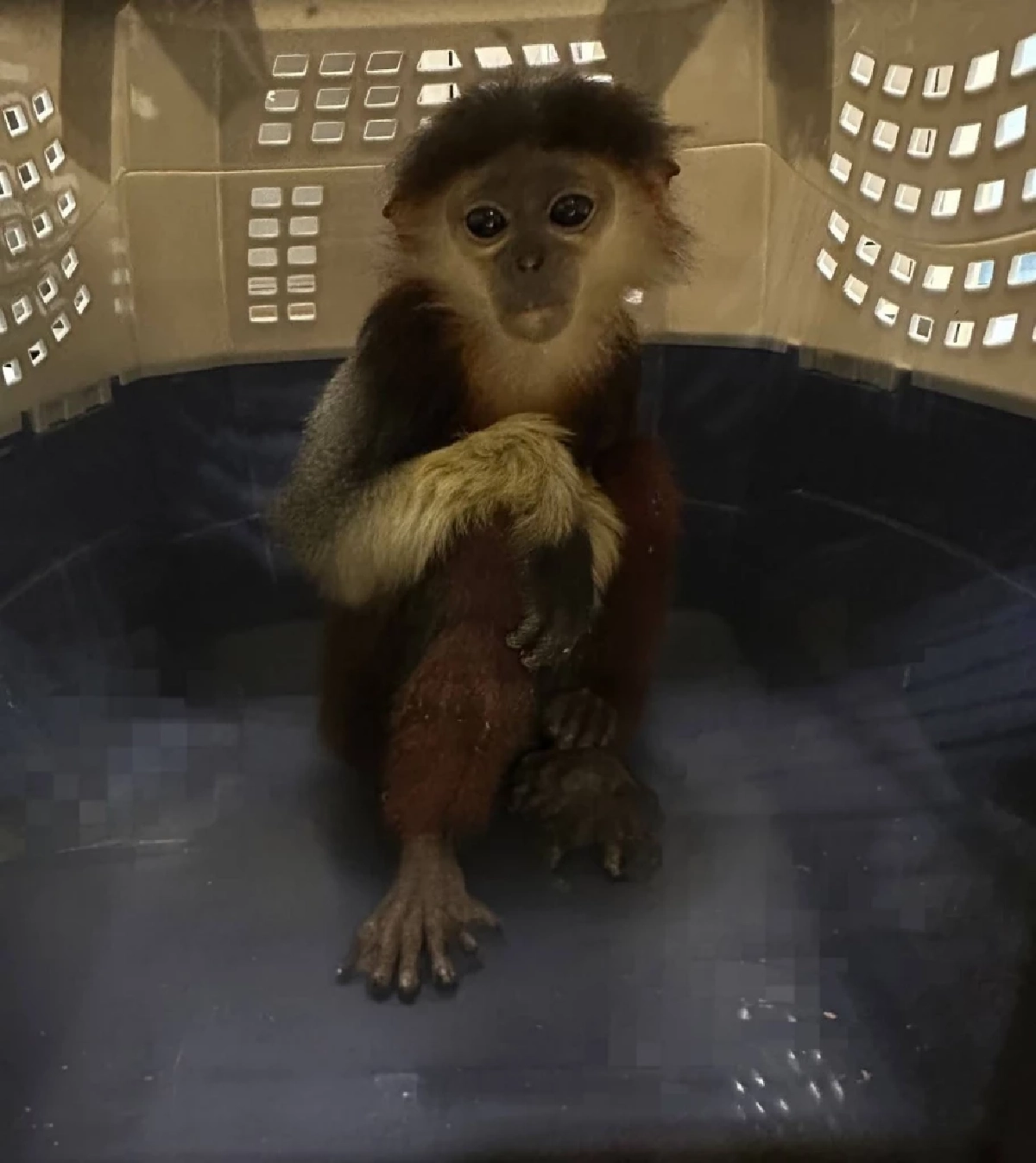 ด่านฯ ท่าอากาศยานสุวรรณภูมิ ร่วมกับบก.ปทส. ช่วยชีวิต ค่าง