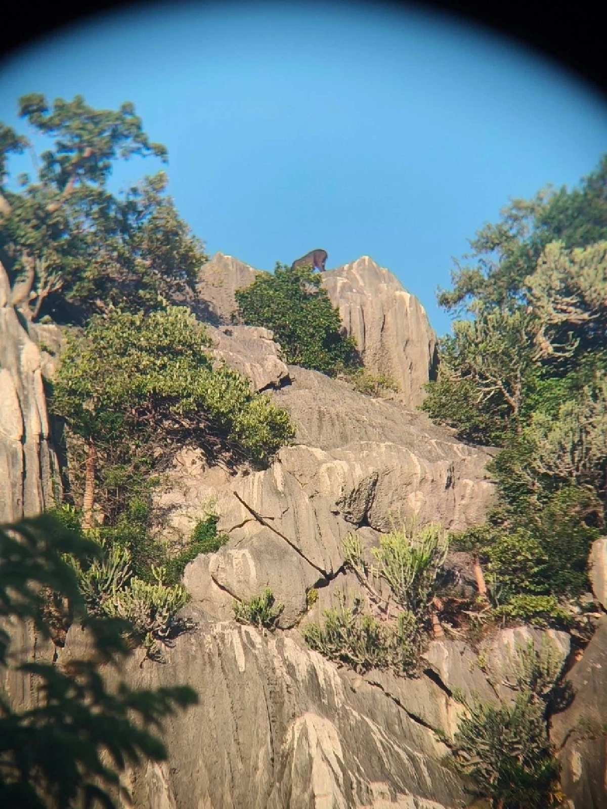 เลียงผาโผล่กลางผาเขาสามร้อยยอด สัญญาณป่ากลับมาสมบูรณ์