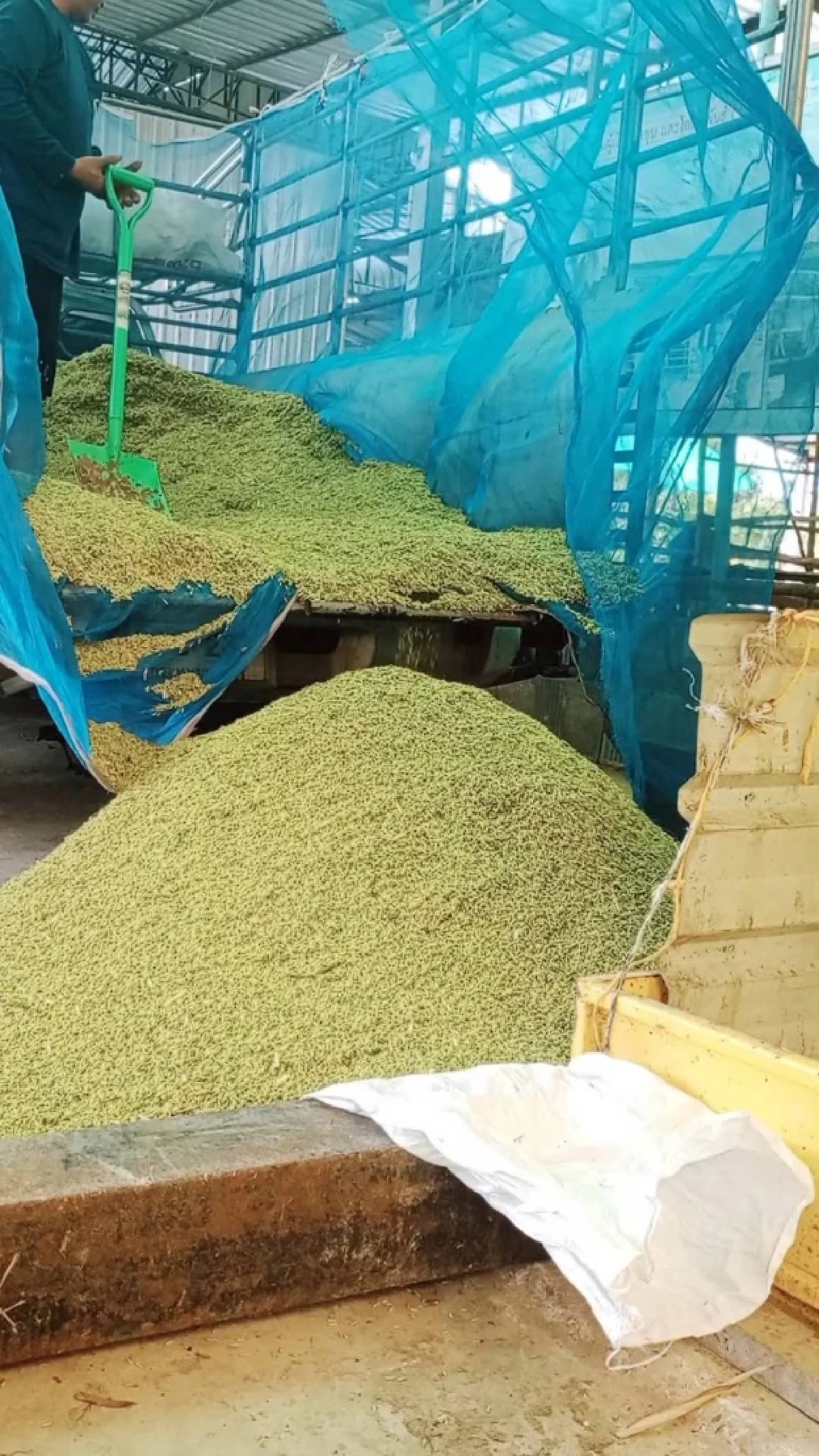 สศท.4 ปั้น ข้าวเขียวหยก ข้าวน้ำนมคุณค่าแน่น ดันเฉิดฉายเวทีโลก