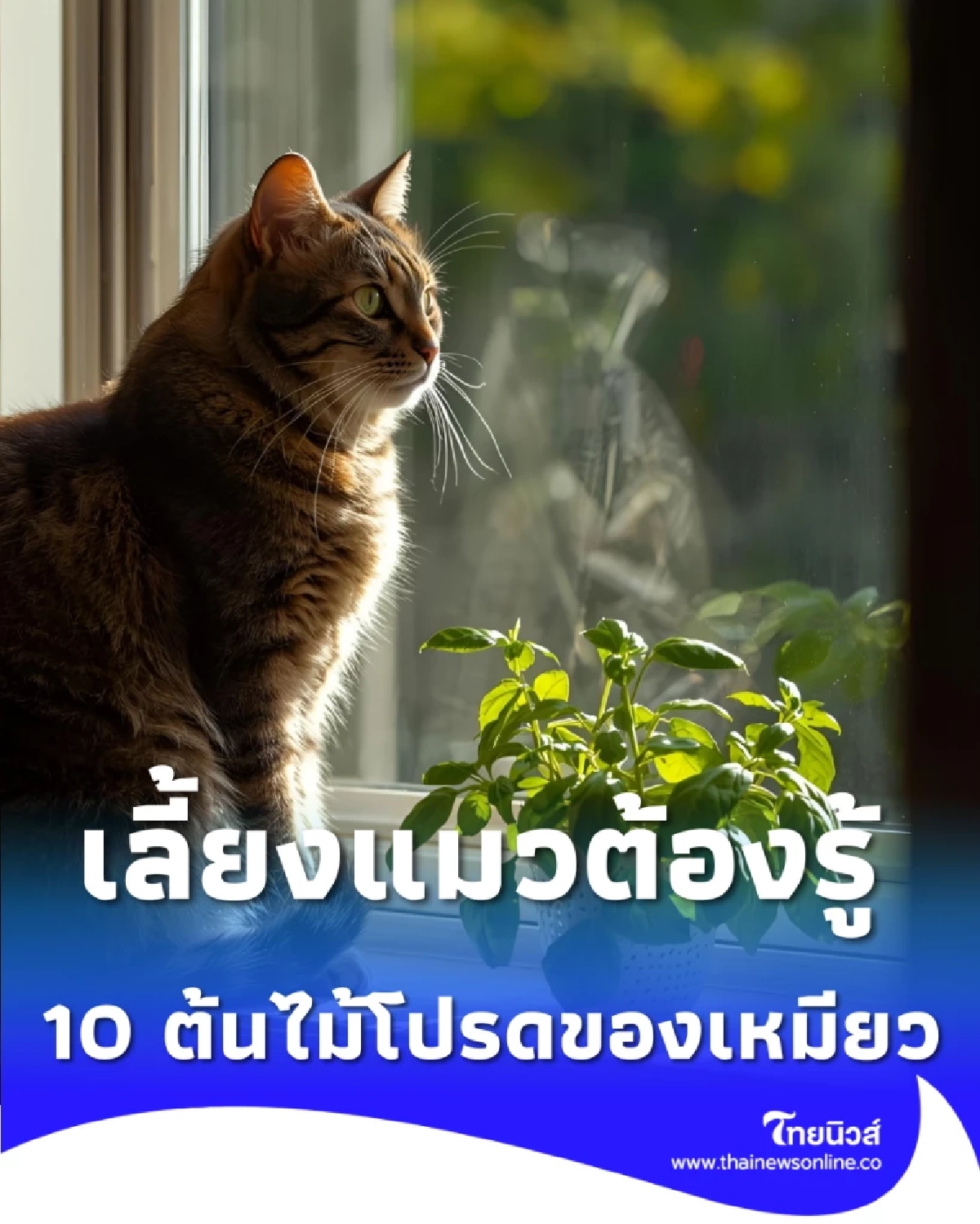 10 ต้นไม้โปรดของเหมียว ปลูกง่าย เคี้ยวสนุก มีประโยชน์ครบ