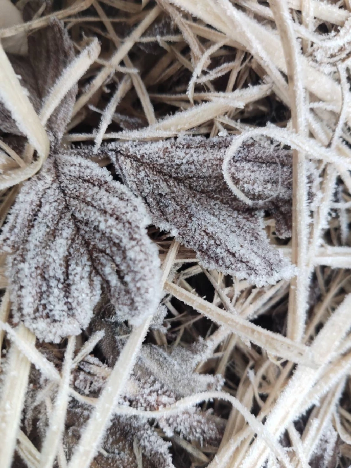 หนาวสะท้าน ดอยอินทนนท์ อุณหภูมิติดลบ เหมยขาบโผล่ 11 ครั้ง